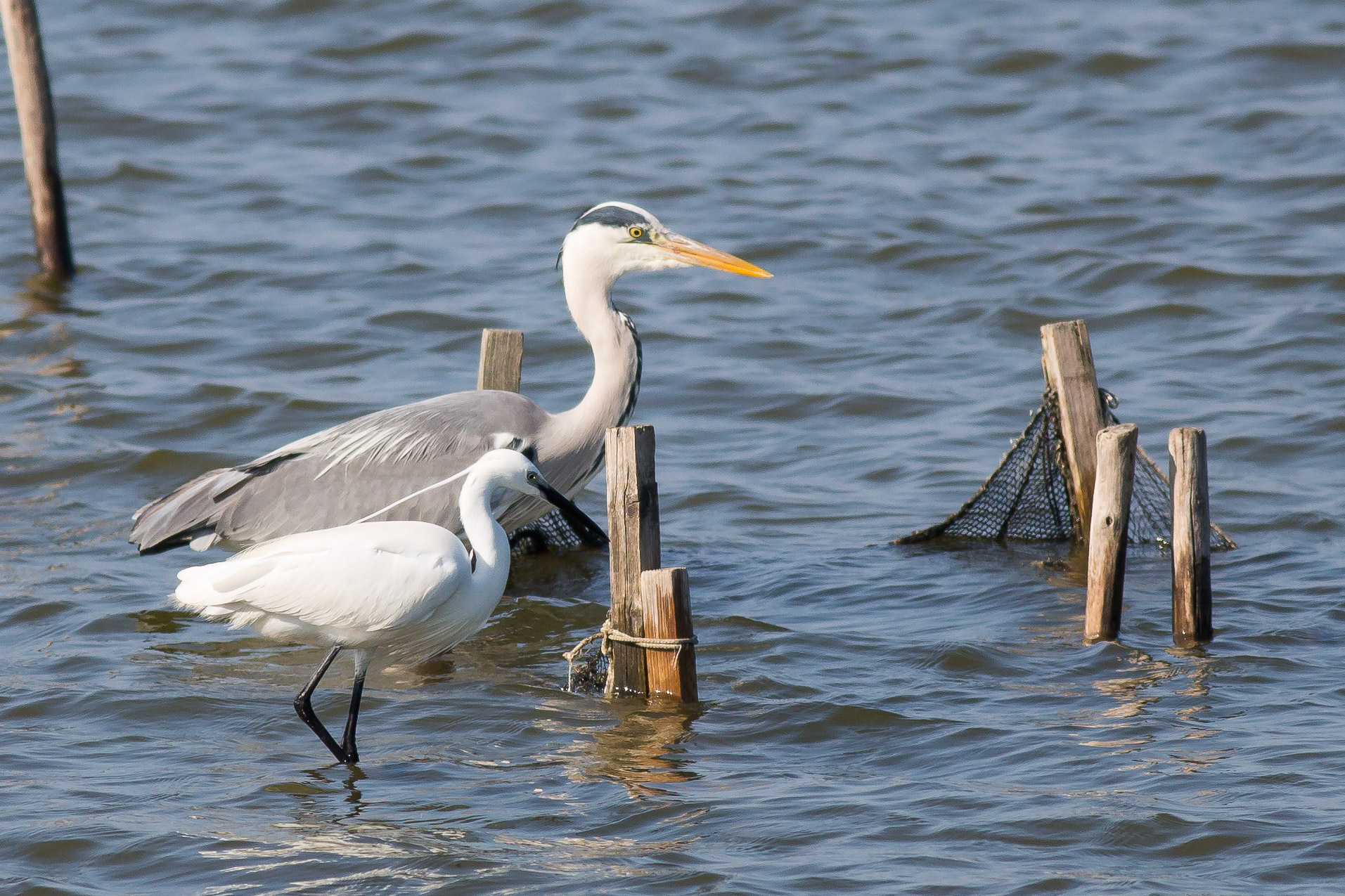 Comacchio Birdwatching Fair 2014