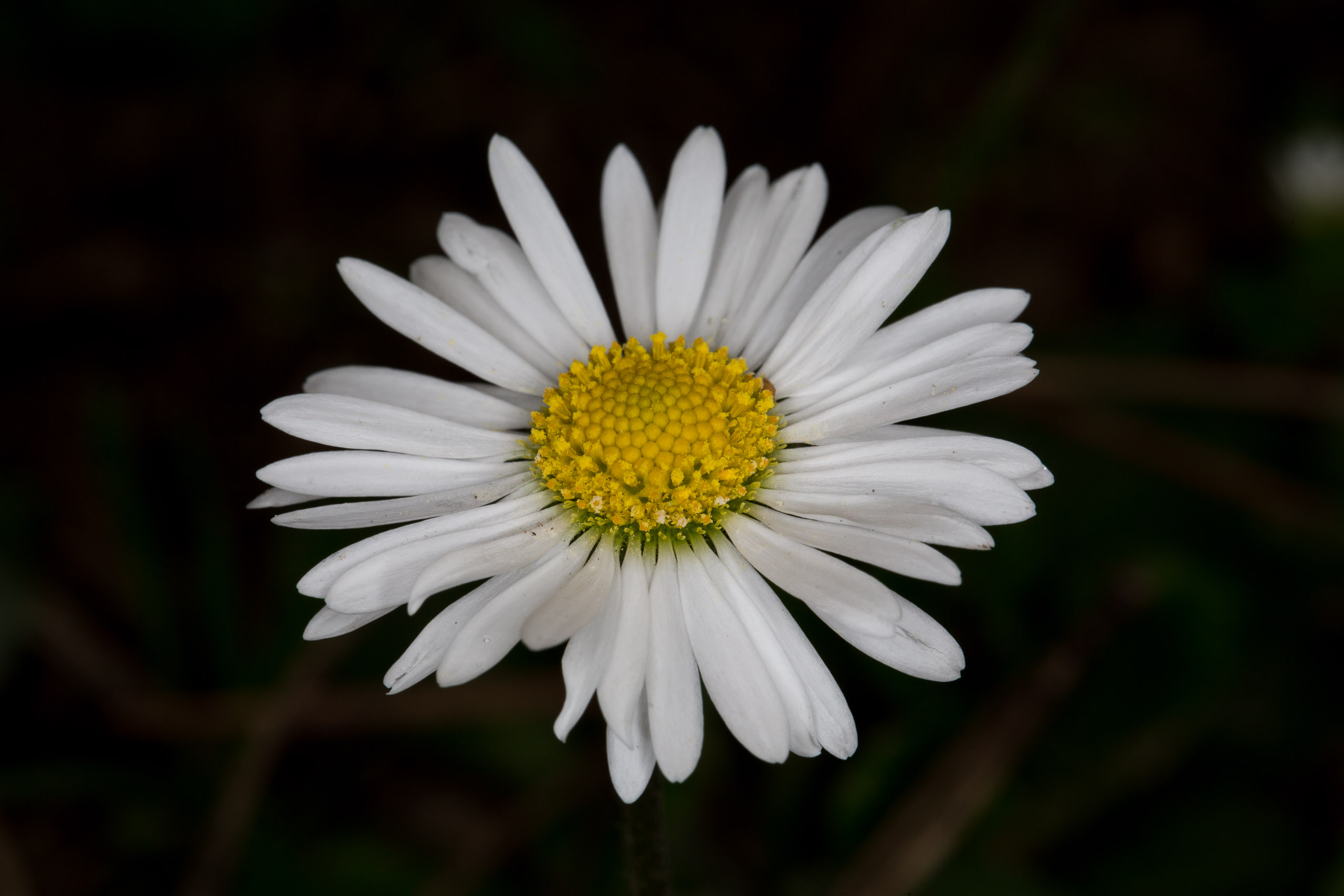Daisy